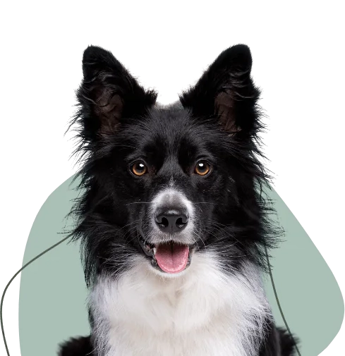 Hund lächelt